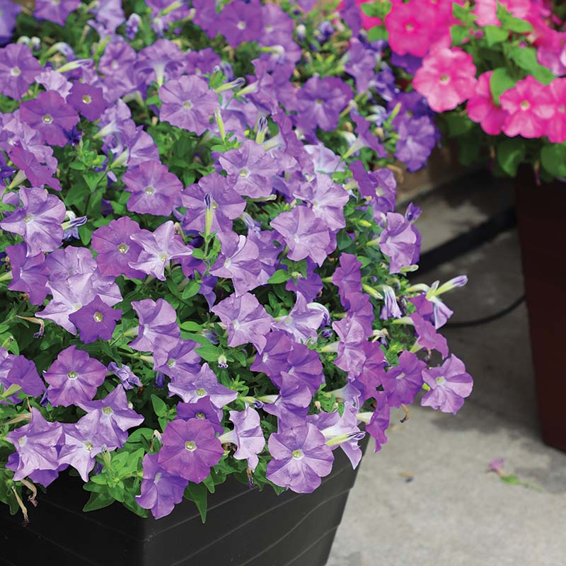 Petunia E3 Easy Wave Blue Sky F1 hybrid for Hanging Baskets/Pots ( spreads upto  2-3 feet )