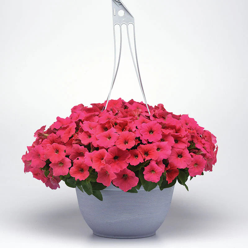 Petunia E3 Easy Wave Coral F1 hybrid for Hanging Baskets/Pots ( spreads upto  2-3 feet )