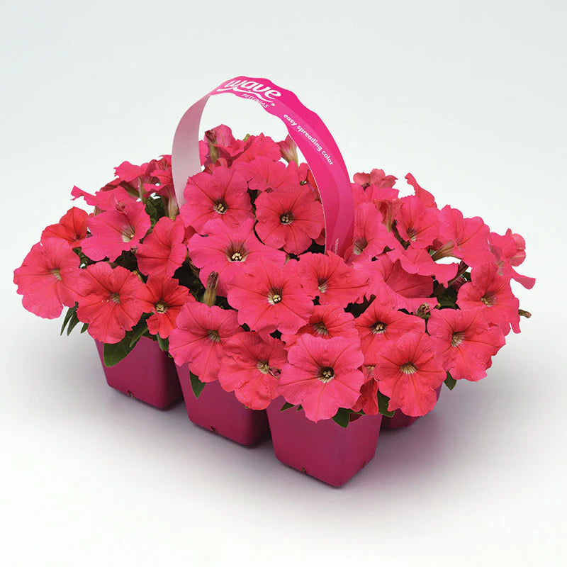 Petunia E3 Easy Wave Coral F1 hybrid for Hanging Baskets/Pots ( spreads upto  2-3 feet )