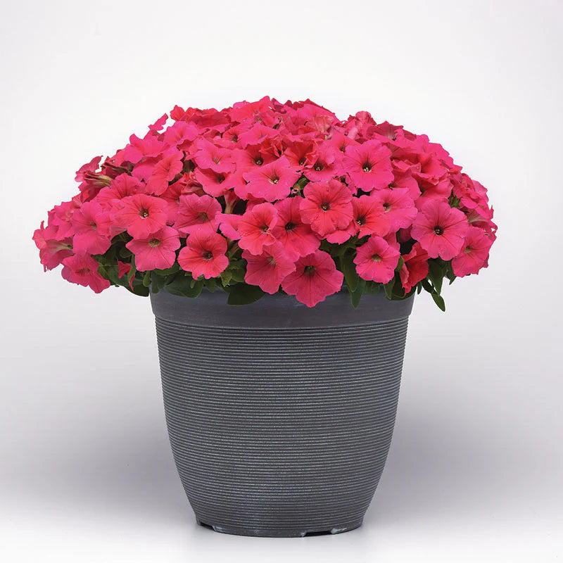 Petunia E3 Easy Wave Coral F1 hybrid for Hanging Baskets/Pots ( spreads upto  2-3 feet )