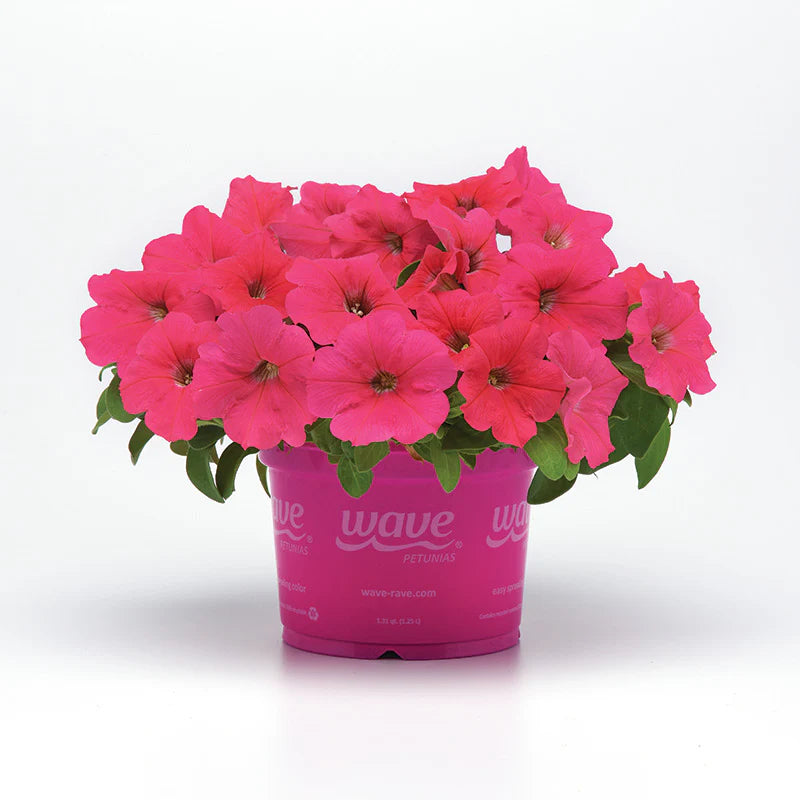Petunia E3 Easy Wave Coral F1 hybrid for Hanging Baskets/Pots ( spreads upto  2-3 feet )
