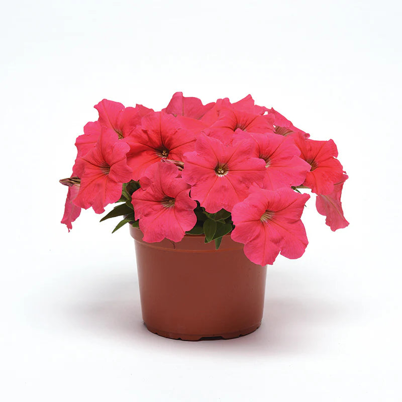 Petunia E3 Easy Wave Coral F1 hybrid for Hanging Baskets/Pots ( spreads upto  2-3 feet )