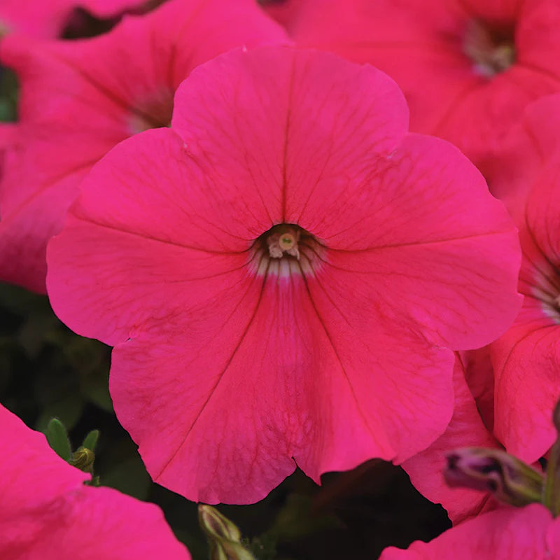 Petunia E3 Easy Wave Coral F1 hybrid for Hanging Baskets/Pots ( spreads upto  2-3 feet )
