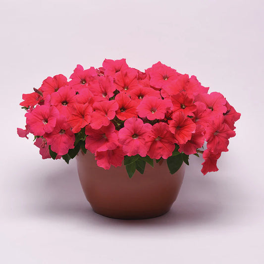 Petunia E3 Easy Wave Coral F1 hybrid for Hanging Baskets/Pots ( spreads upto  2-3 feet )