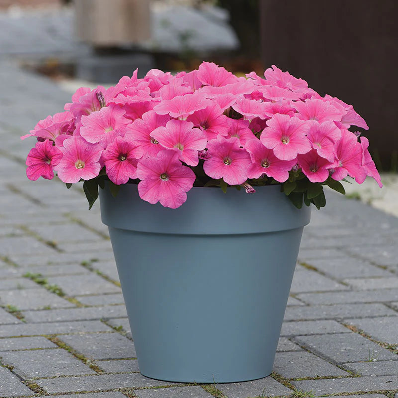 Petunia E3 Easy Wave Pink Cosmo F1 hybrid for Hanging Baskets/Pots ( spreads upto  2-3 feet )