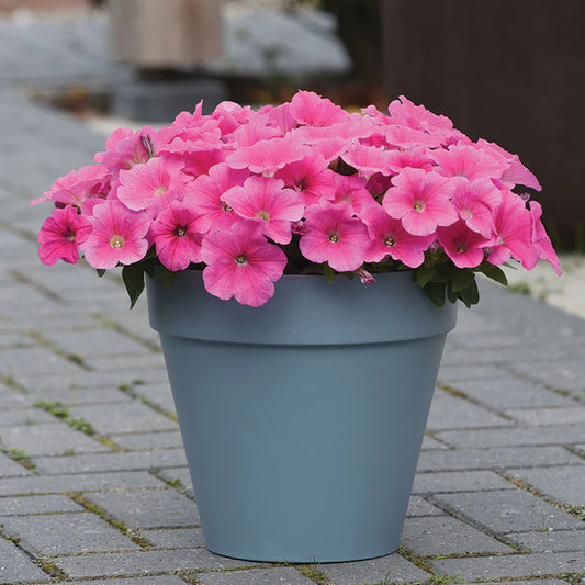 Petunia E3 Easy Wave Pink Cosmo F1 hybrid for Hanging Baskets/Pots ( spreads upto  2-3 feet )