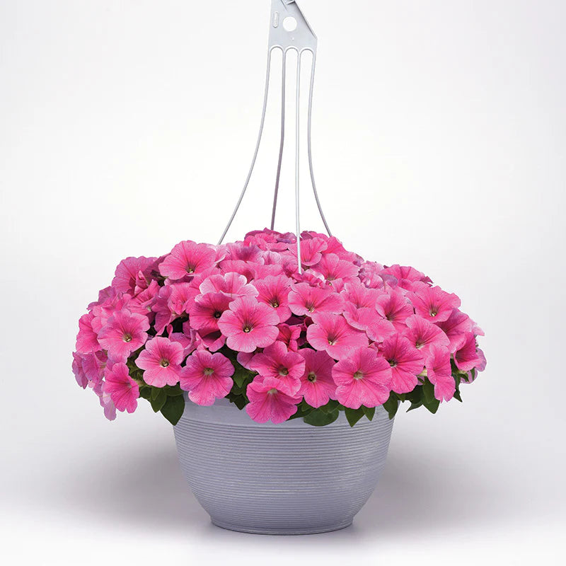 Petunia E3 Easy Wave Pink Cosmo F1 hybrid for Hanging Baskets/Pots ( spreads upto  2-3 feet )