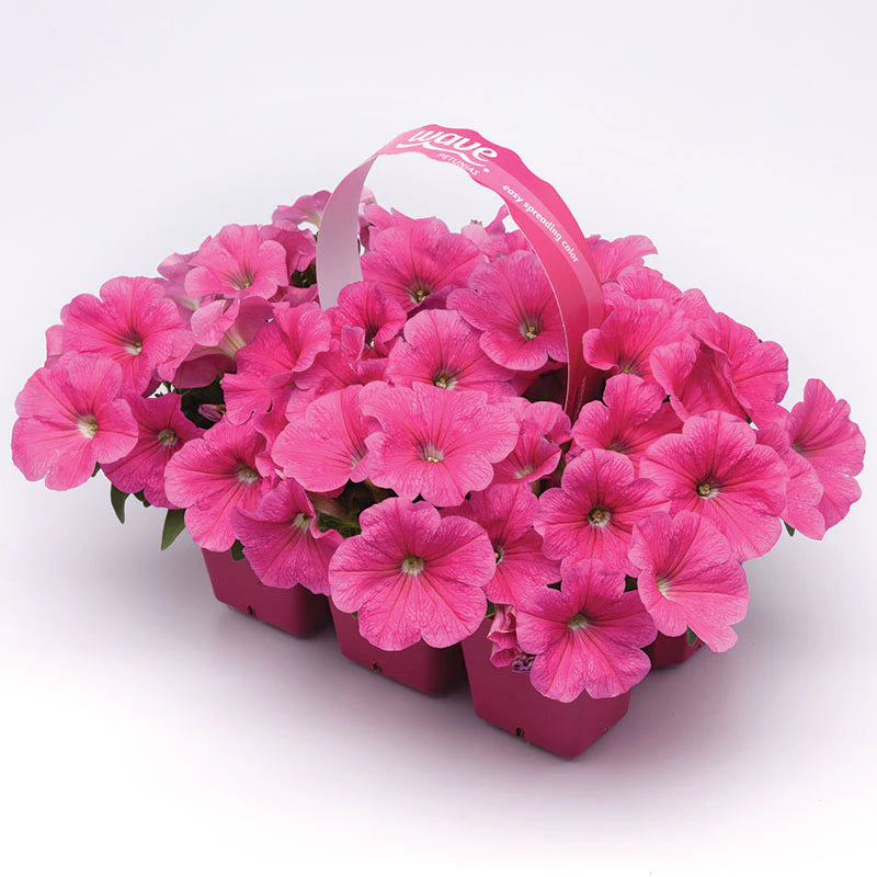 Petunia E3 Easy Wave Pink Cosmo F1 hybrid for Hanging Baskets/Pots ( spreads upto  2-3 feet )