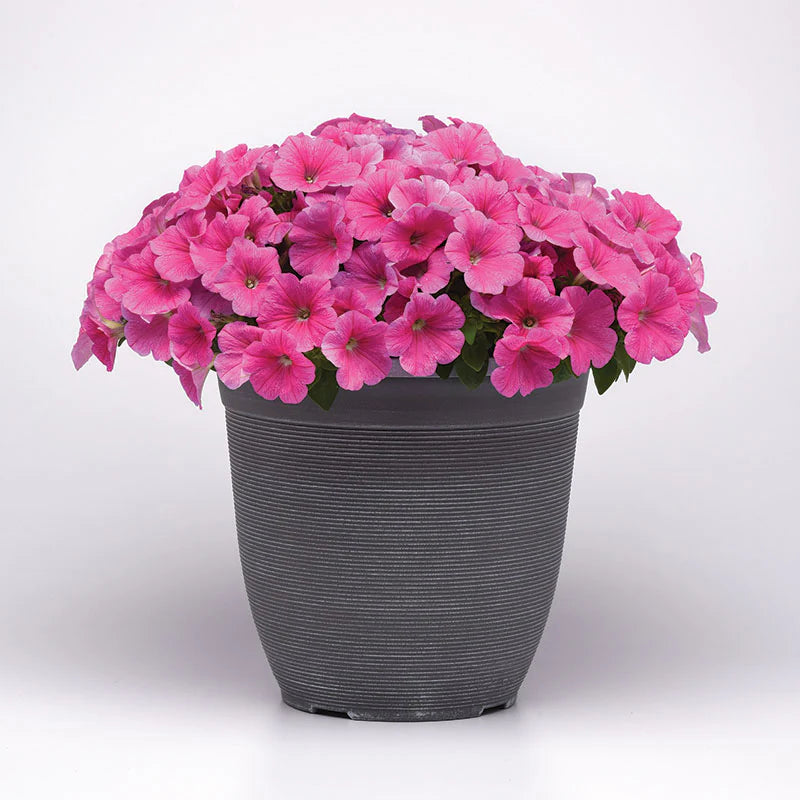 Petunia E3 Easy Wave Pink Cosmo F1 hybrid for Hanging Baskets/Pots ( spreads upto  2-3 feet )