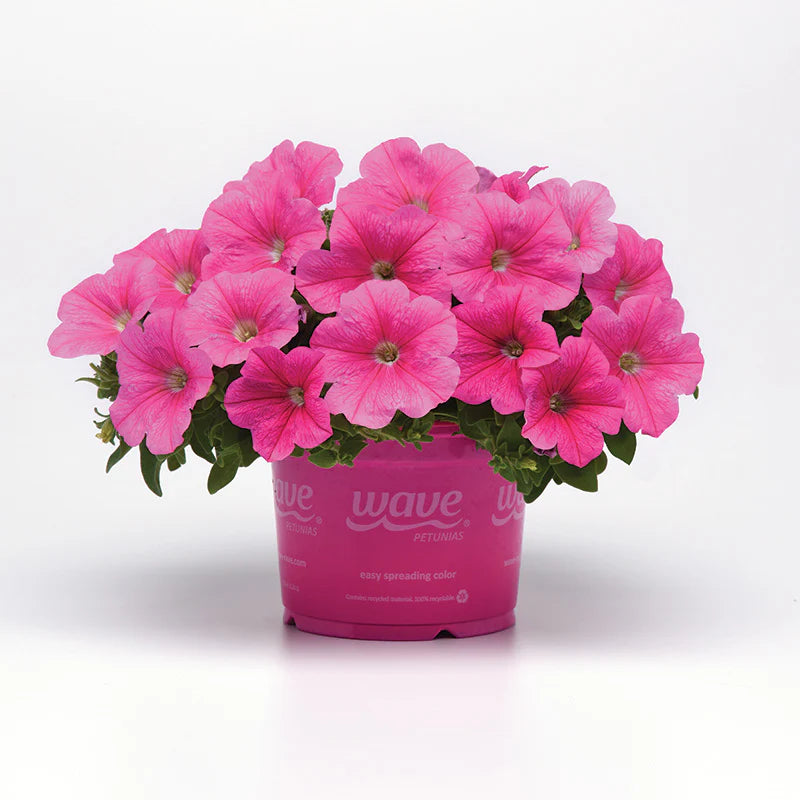 Petunia E3 Easy Wave Pink Cosmo F1 hybrid for Hanging Baskets/Pots ( spreads upto  2-3 feet )