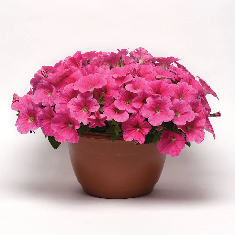 Petunia E3 Easy Wave Pink Cosmo F1 hybrid for Hanging Baskets/Pots ( spreads upto  2-3 feet )