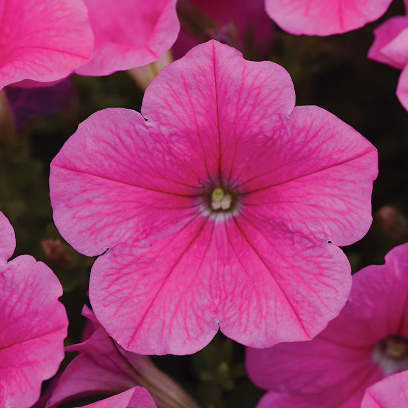 Petunia E3 Easy Wave Pink Cosmo F1 hybrid for Hanging Baskets/Pots ( spreads upto  2-3 feet )