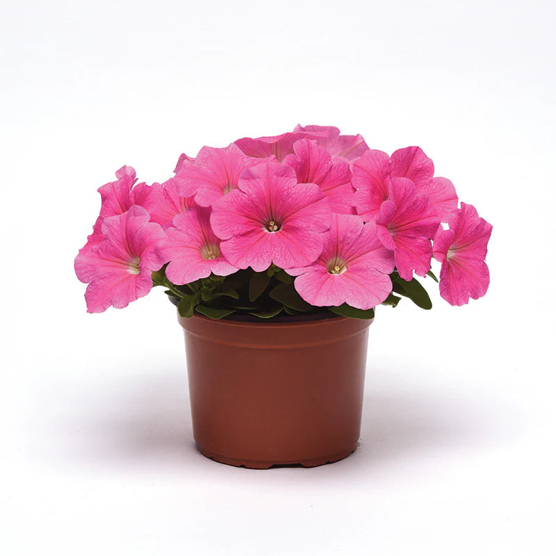 Petunia E3 Easy Wave Pink Cosmo F1 hybrid for Hanging Baskets/Pots ( spreads upto  2-3 feet )