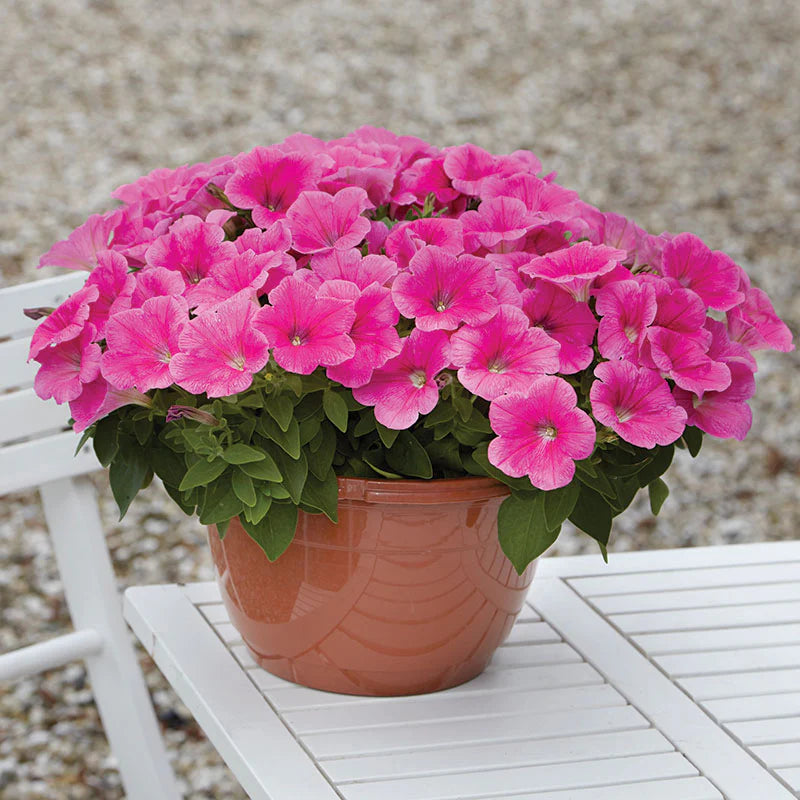 Petunia E3 Easy Wave Pink Cosmo F1 hybrid for Hanging Baskets/Pots ( spreads upto  2-3 feet )