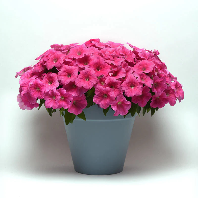 Petunia E3 Easy Wave Pink Cosmo F1 hybrid for Hanging Baskets/Pots ( spreads upto  2-3 feet )
