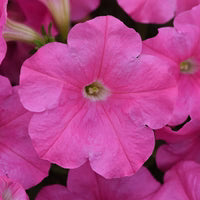 Petunia E3 Easy Wave Pink F1 hybrid for Hanging Baskets/Pots ( spreads upto  2-3 feet )