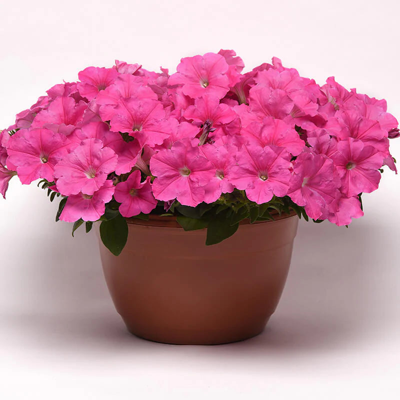 Petunia E3 Easy Wave Pink F1 hybrid for Hanging Baskets/Pots ( spreads upto  2-3 feet )