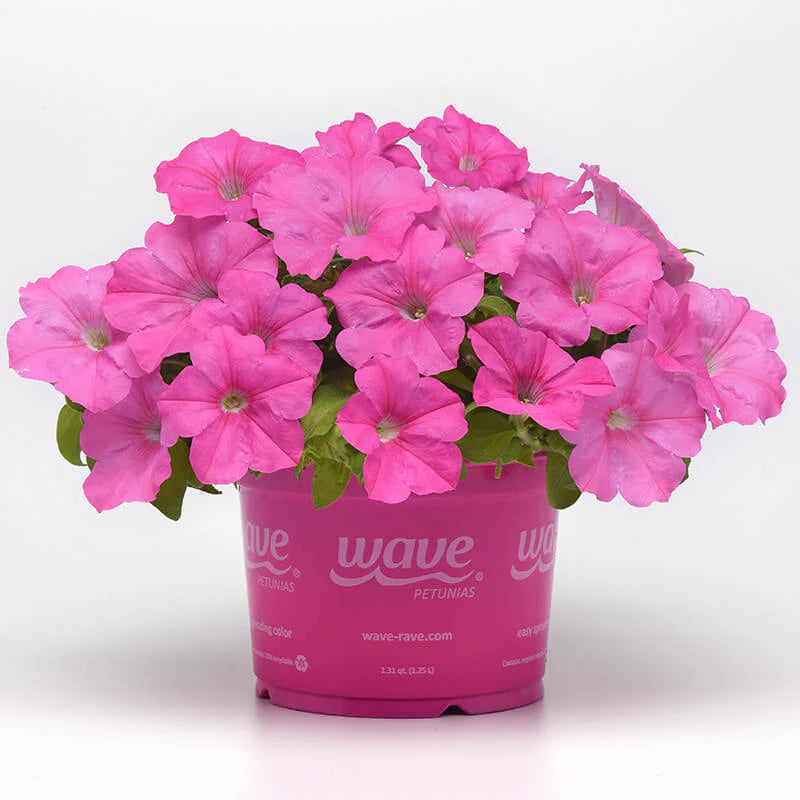 Petunia E3 Easy Wave Pink F1 hybrid for Hanging Baskets/Pots ( spreads upto  2-3 feet )
