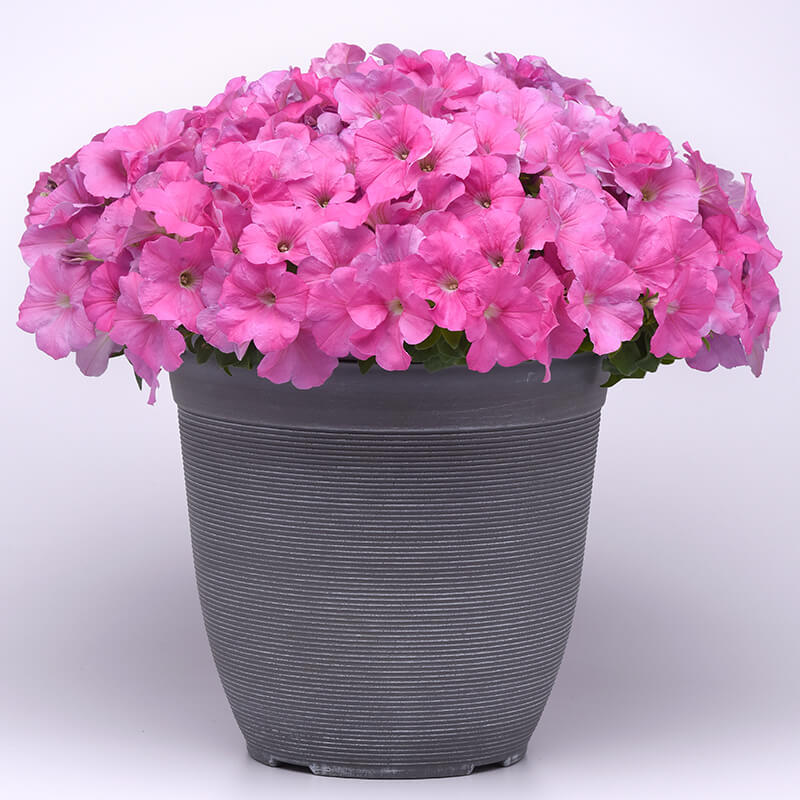 Petunia E3 Easy Wave Pink F1 hybrid for Hanging Baskets/Pots ( spreads upto  2-3 feet )