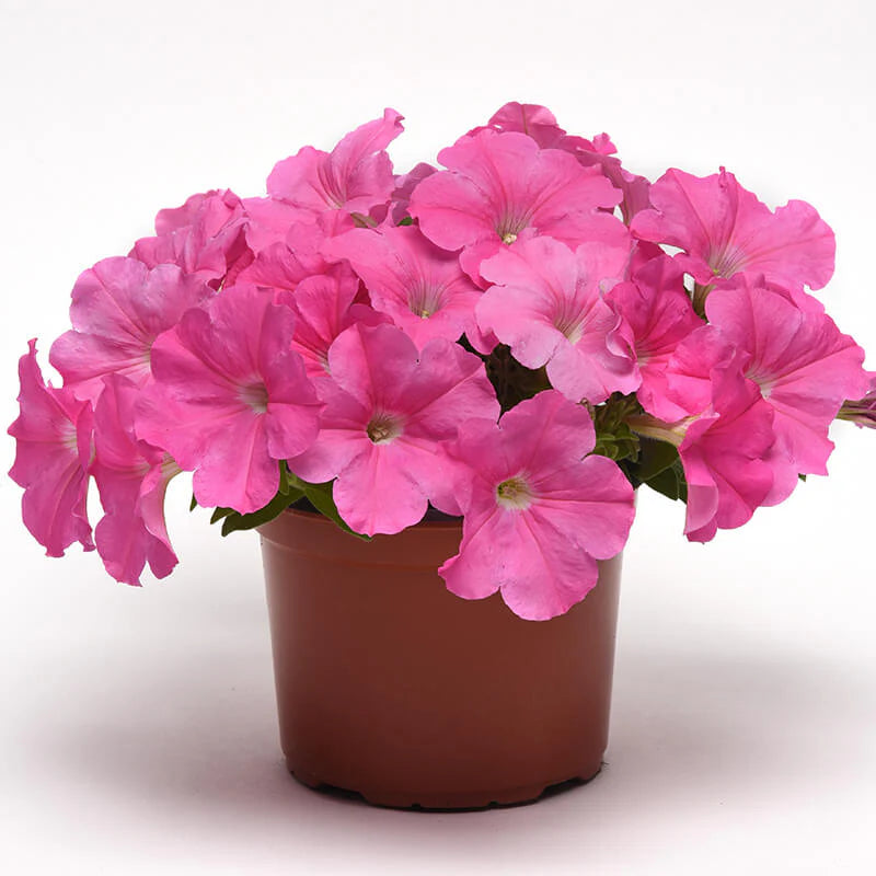 Petunia E3 Easy Wave Pink F1 hybrid for Hanging Baskets/Pots ( spreads upto  2-3 feet )