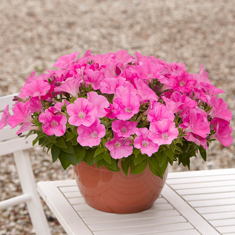 Petunia E3 Easy Wave Pink F1 hybrid for Hanging Baskets/Pots ( spreads upto  2-3 feet )