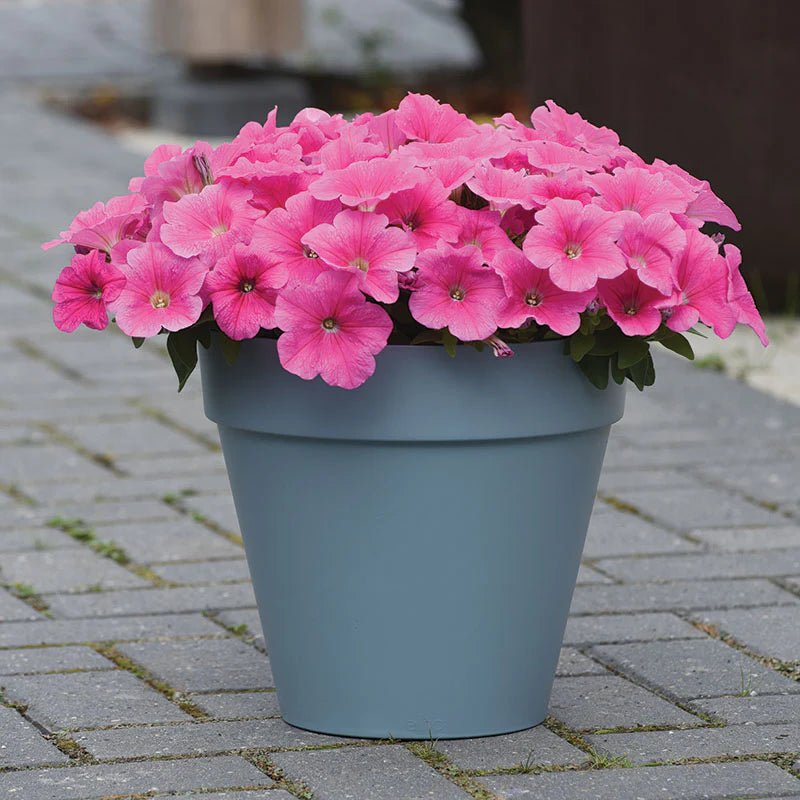 Petunia E3 Easy Wave Pink F1 hybrid for Hanging Baskets/Pots ( spreads upto  2-3 feet )