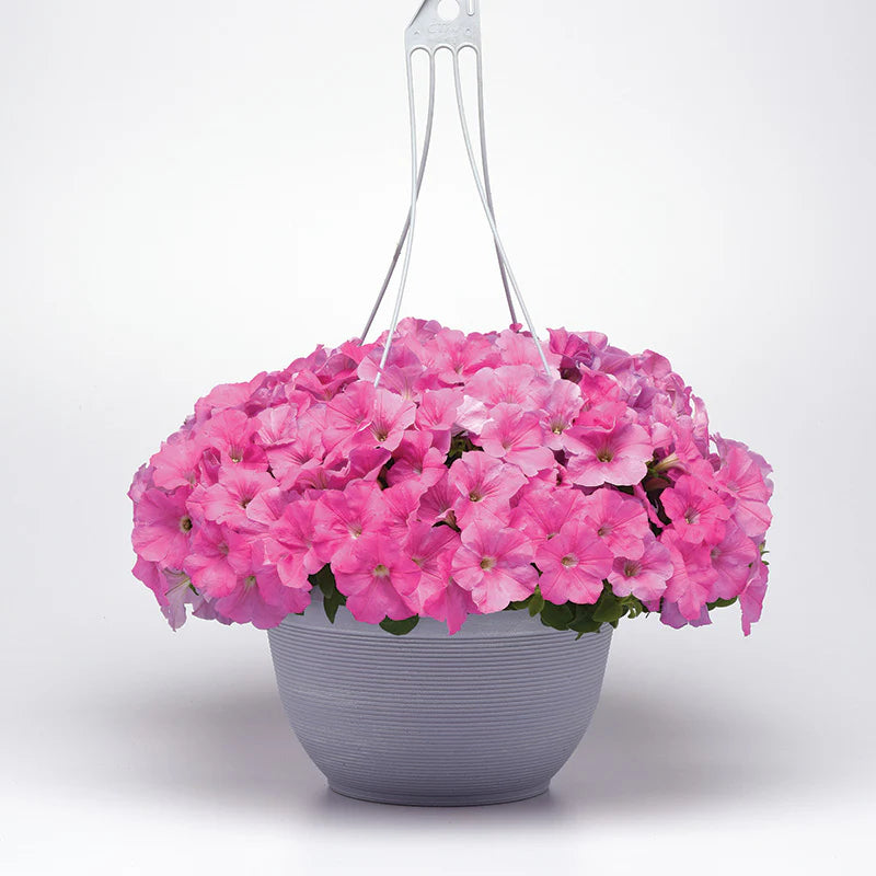 Petunia E3 Easy Wave Pink F1 hybrid for Hanging Baskets/Pots ( spreads upto  2-3 feet )
