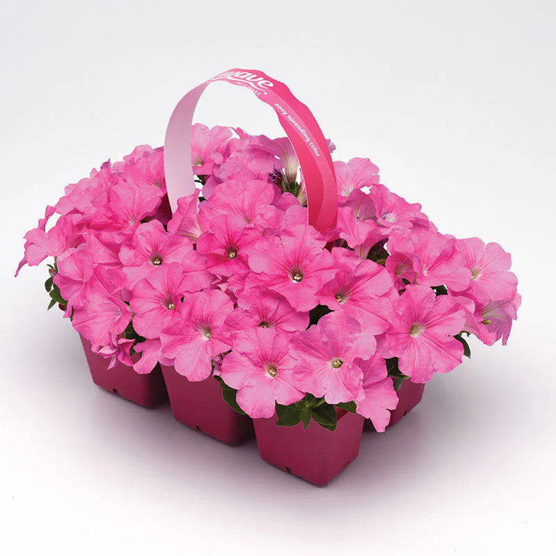 Petunia E3 Easy Wave Pink F1 hybrid for Hanging Baskets/Pots ( spreads upto  2-3 feet )