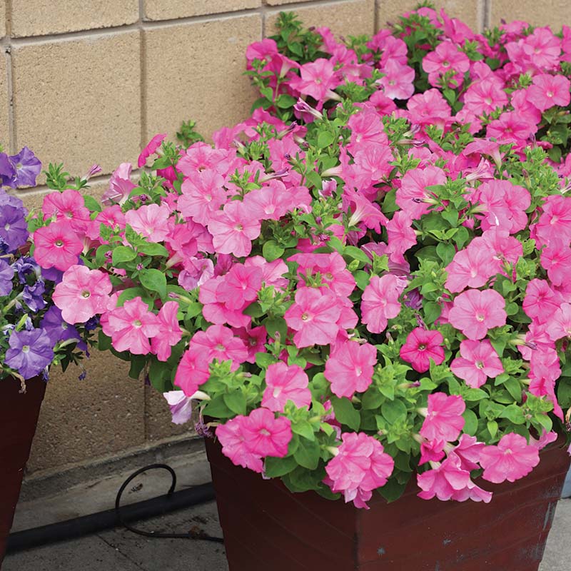 Petunia E3 Easy Wave Pink F1 hybrid for Hanging Baskets/Pots ( spreads upto  2-3 feet )