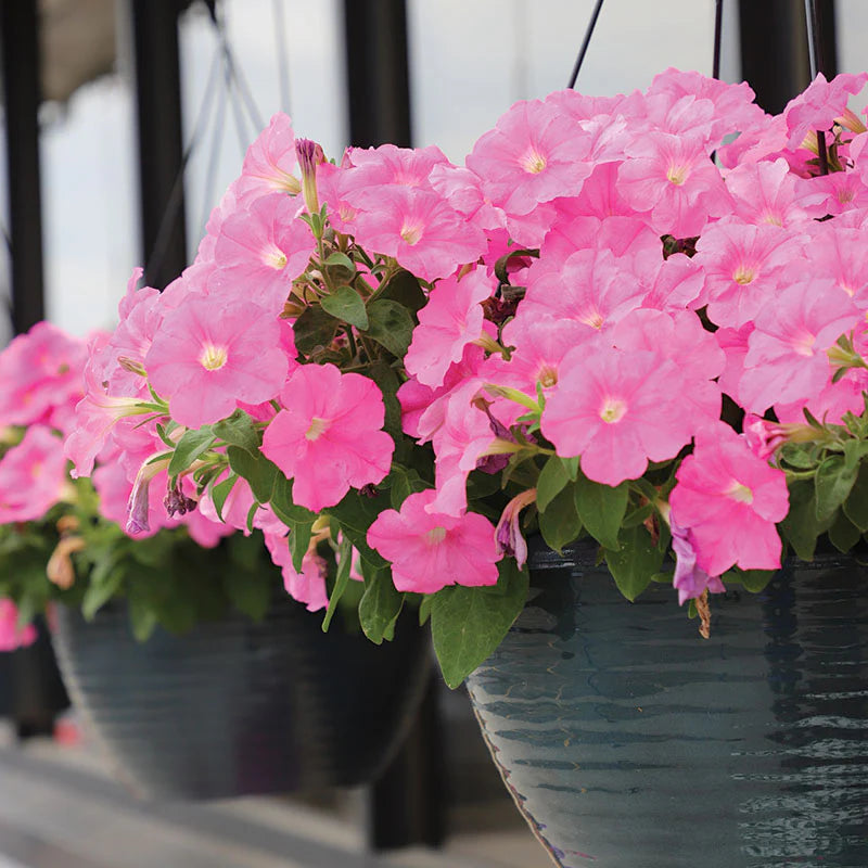 Petunia E3 Easy Wave Pink F1 hybrid for Hanging Baskets/Pots ( spreads upto  2-3 feet )