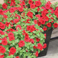 Petunia Wave series