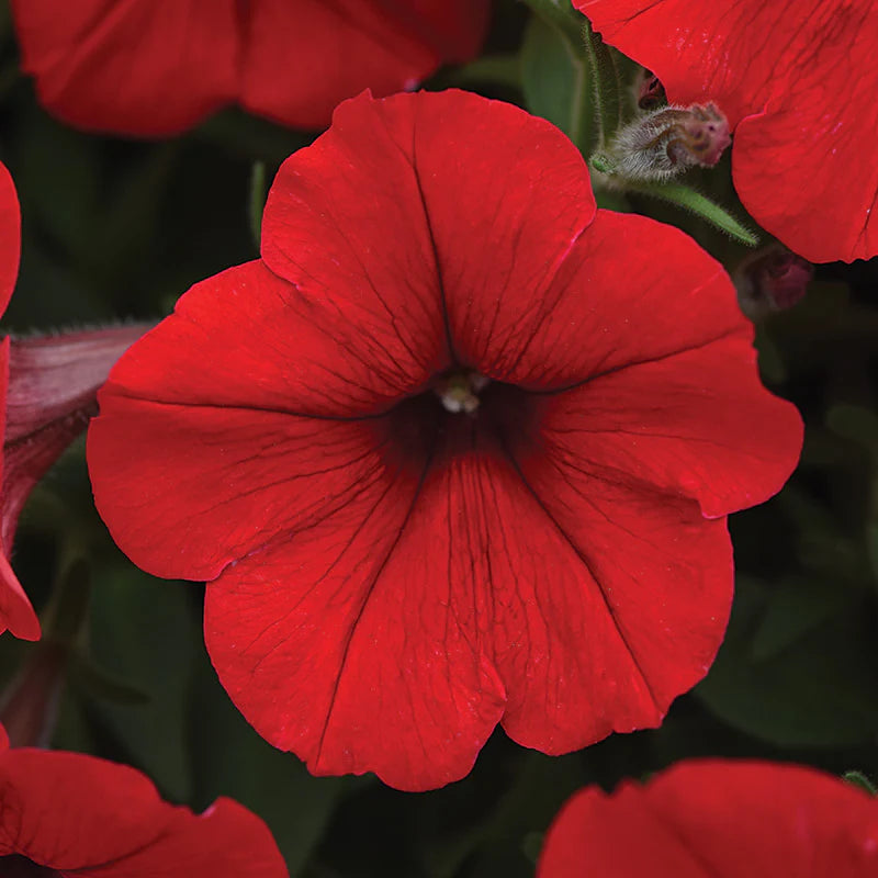 Petunia Wave series