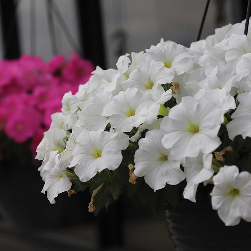 Petunia Wave series