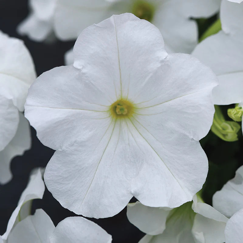 Petunia Wave series