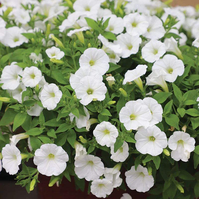 Petunia Wave series