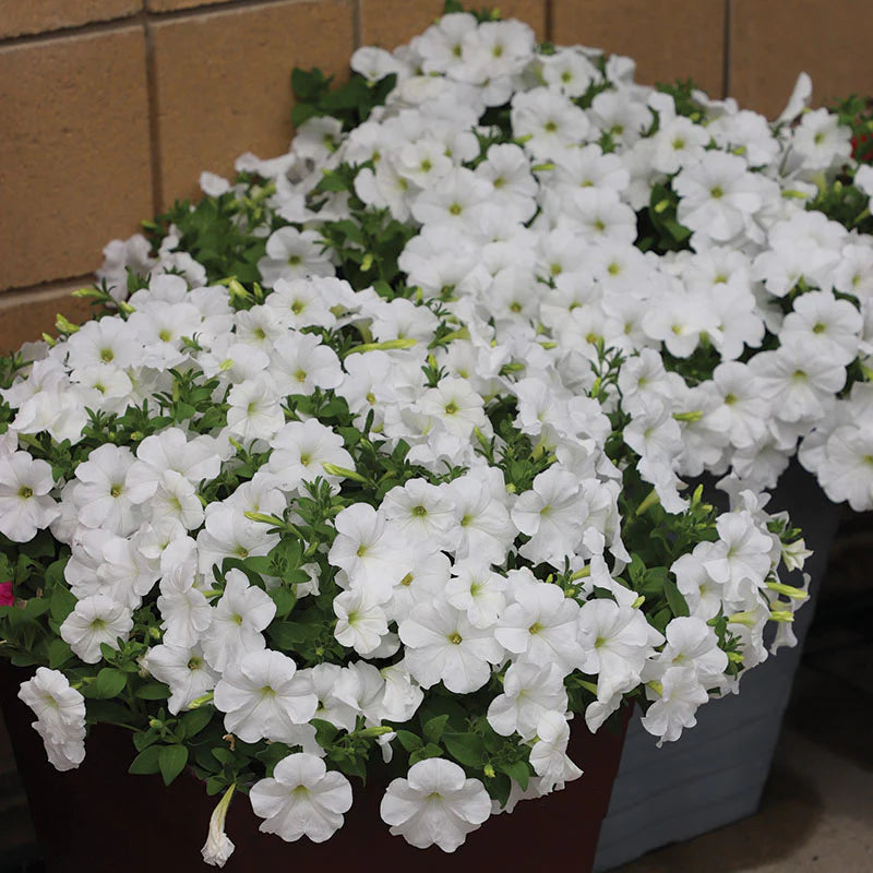Petunia Wave series