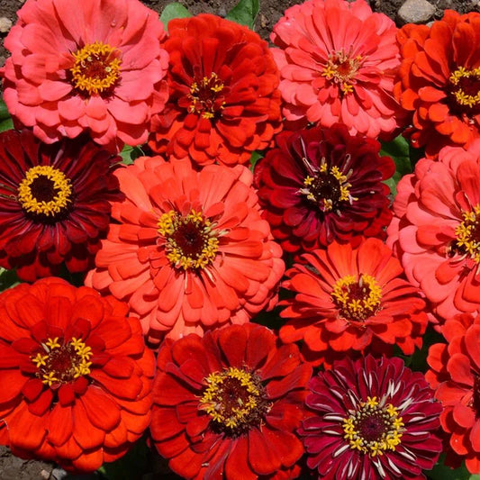 Zinnia Berry Tart Mix