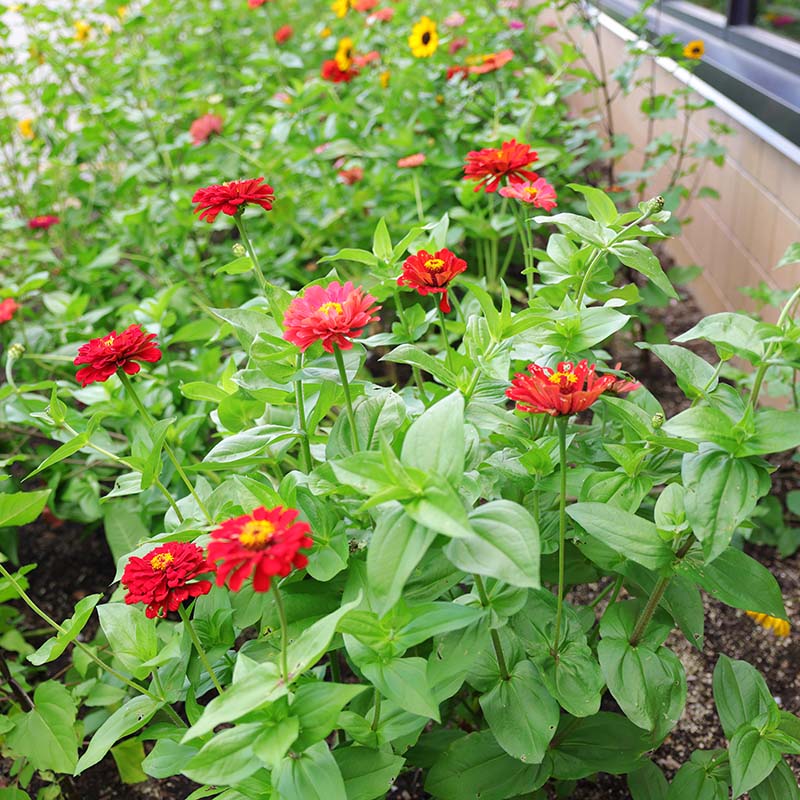 Zinnia Berry Tart Mix