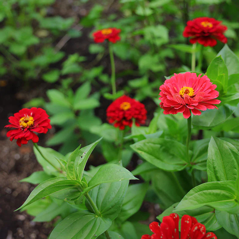 Zinnia Berry Tart Mix