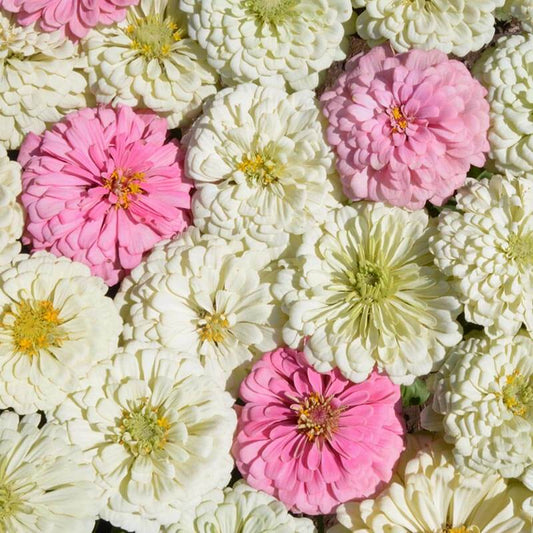 Zinnia Blushing Bride Mix