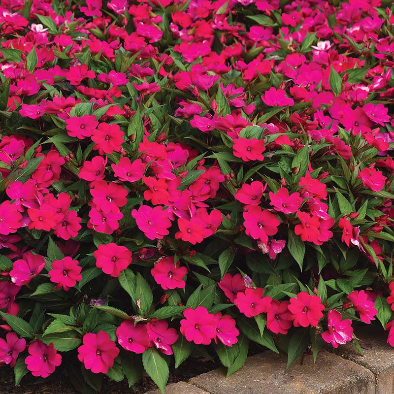 Impatiens Solarscape Magenta Bliss F1