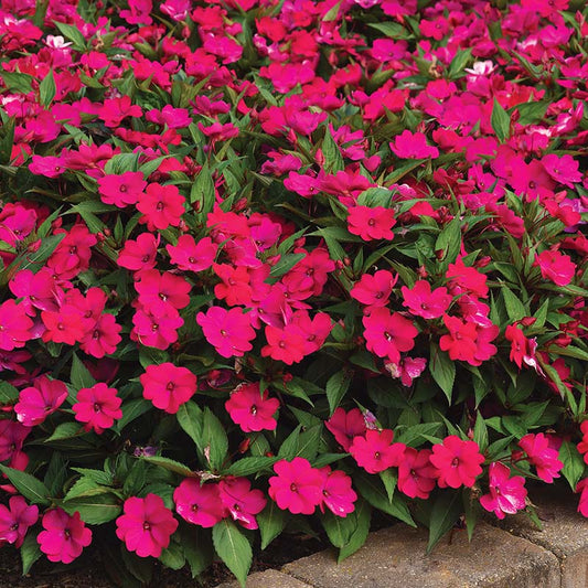 Impatiens Solarscape Magenta Bliss F1