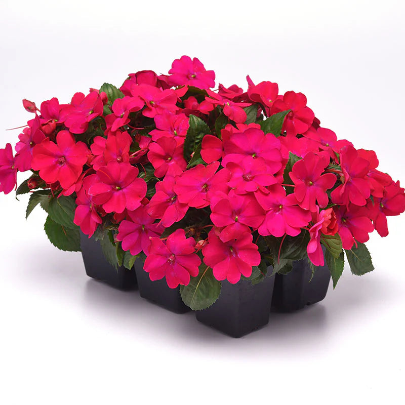 Impatiens Solarscape Magenta Bliss F1