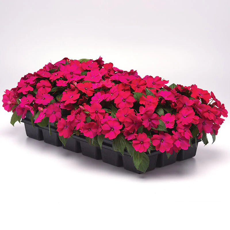 Impatiens Solarscape Magenta Bliss F1