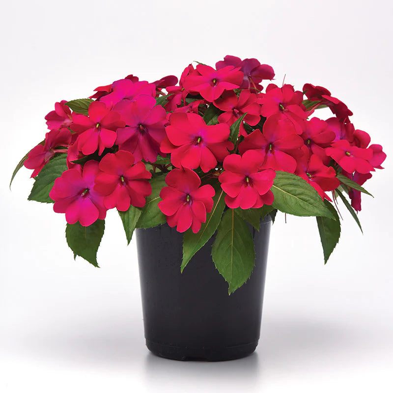 Impatiens Solarscape Magenta Bliss F1