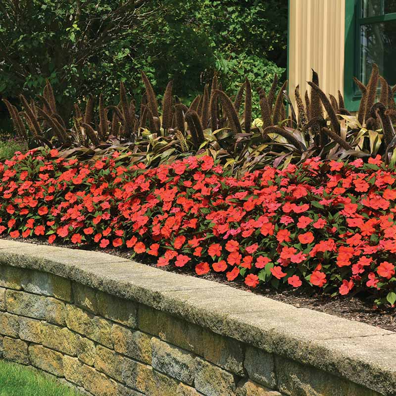 Impatiens Solarscape Orange Burst F1
