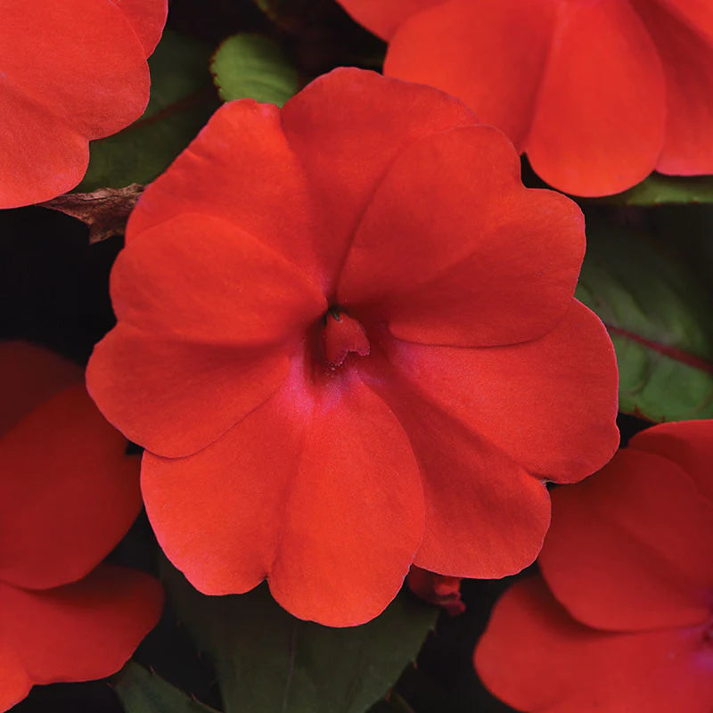 Impatiens Solarscape Orange Burst F1