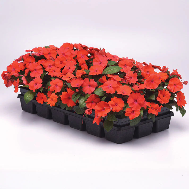 Impatiens Solarscape Orange Burst F1
