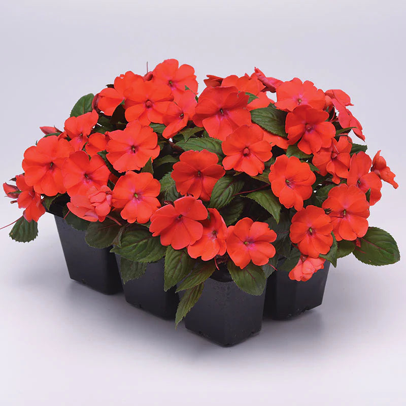 Impatiens Solarscape Orange Burst F1