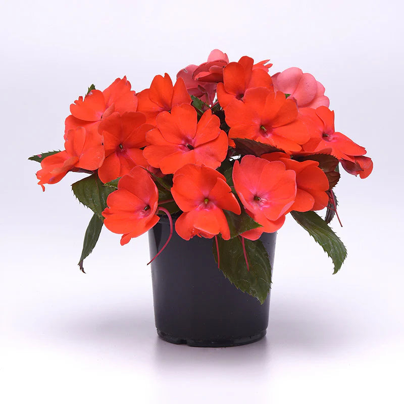 Impatiens Solarscape Orange Burst F1